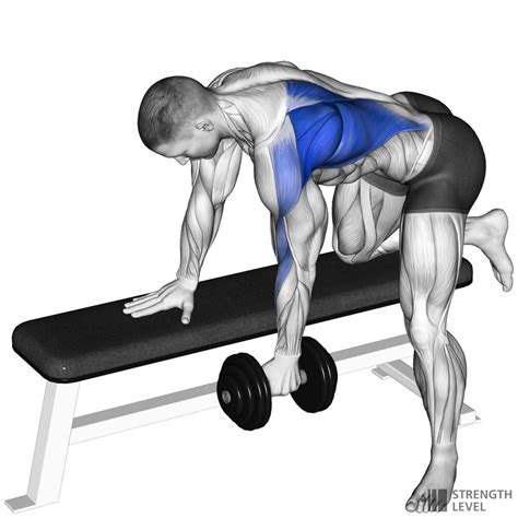 The bent-over DB row targets muscles in your upper and middle back — but it also works the shoulders, arms and core. 1. Latissimus Dorsi. Running down the sides of your back, your latissimus dorsi, or lats, is the primary muscle worked in dumbbell rows (DB rows). During each row, lead with your elbows. This helps you create as much …